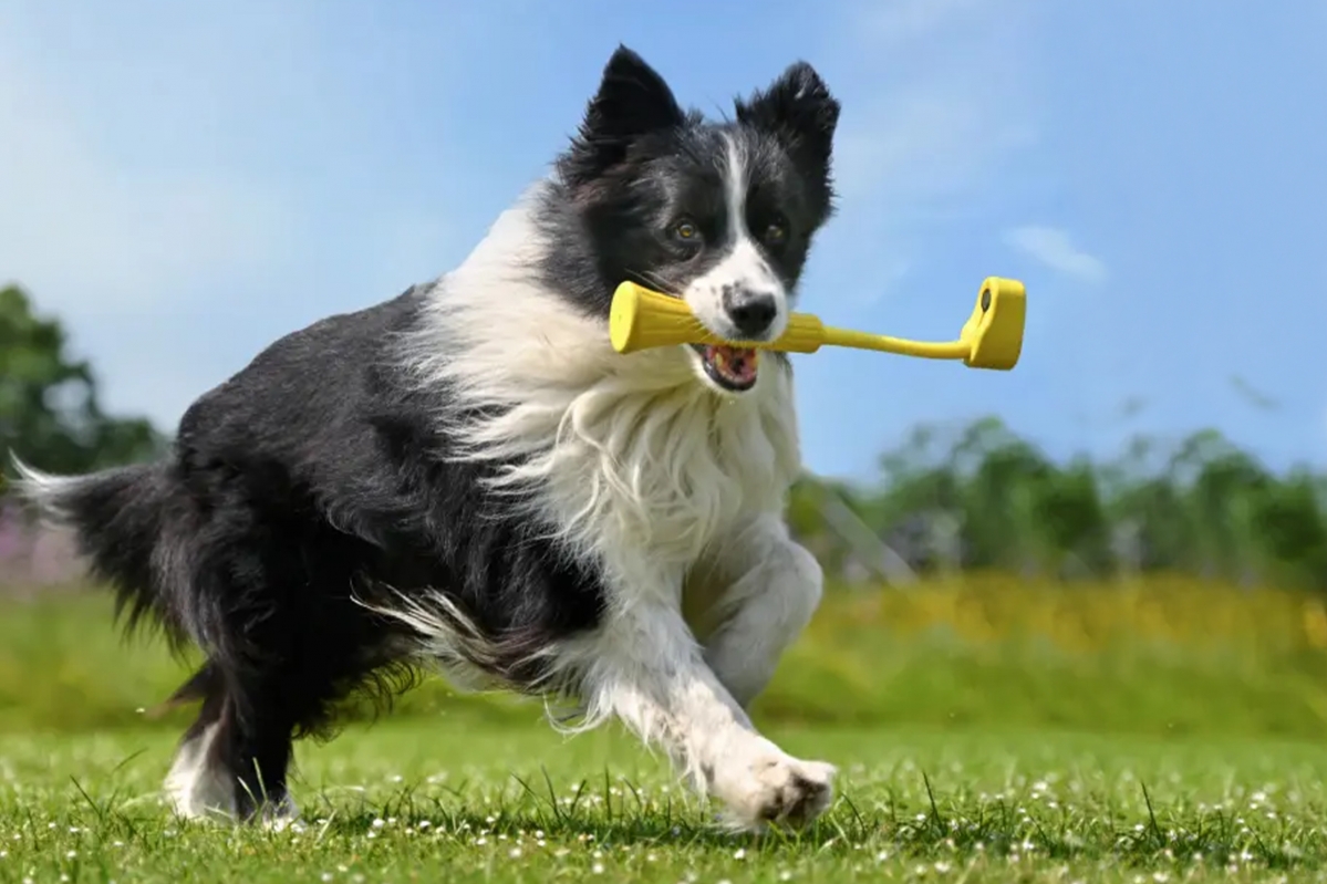 Insta360 GO 3 aportovací hračka pro psy