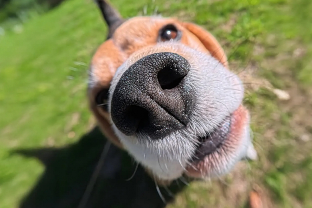 Insta360 GO 3S makro objektiv